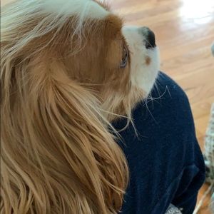 Meet your Posher, Beliz